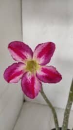 Planta Simples 2980 – 35cm – 03 anos