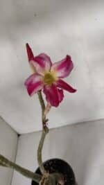 Planta Simples 2980 – 35cm – 03 anos - Imagem 8