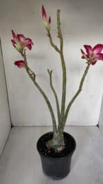 Planta Simples 2980 – 35cm – 03 anos - Imagem 6