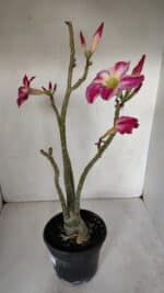 Planta Simples 2980 – 35cm – 03 anos - Imagem 5