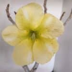 Planta Simples 2981 – 40cm – 03 anos