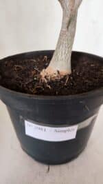 Planta Simples 2981 – 40cm – 03 anos - Imagem 7