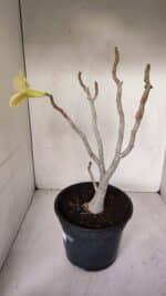 Planta Simples 2981 – 40cm – 03 anos - Imagem 6