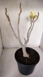 Planta Simples 2981 – 40cm – 03 anos - Imagem 5