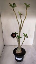 Planta Simples 2982 – 35cm – 03 anos - Imagem 2