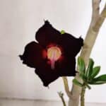 Planta Simples 2982 – 35cm – 03 anos