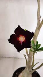 Planta Simples 2982 – 35cm – 03 anos