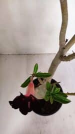 Planta Simples 2982 – 35cm – 03 anos - Imagem 4