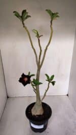 Planta Simples 2982 – 35cm – 03 anos - Imagem 9