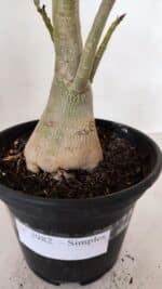 Planta Simples 2982 – 35cm – 03 anos - Imagem 5