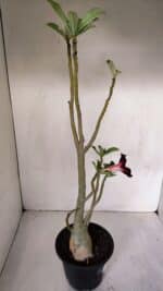 Planta Simples 2982 – 35cm – 03 anos - Imagem 7