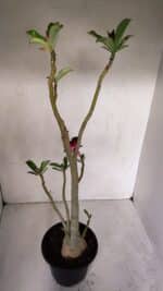 Planta Simples 2982 – 35cm – 03 anos - Imagem 6