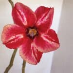 Planta Simples 2983 – 40cm – 03 anos