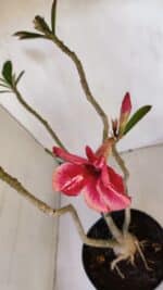 Planta Simples 2983 – 40cm – 03 anos - Imagem 5