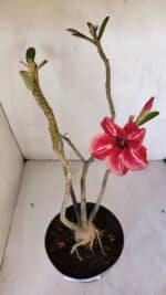 Planta Simples 2983 – 40cm – 03 anos - Imagem 4