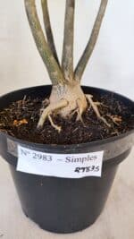 Planta Simples 2983 – 40cm – 03 anos - Imagem 8