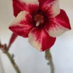 Planta Simples 2984 – 35cm – 03 anos