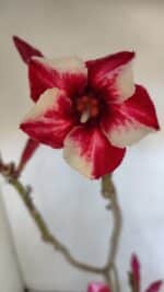 Planta Simples 2984 – 35cm – 03 anos