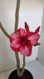 Planta Simples 2984 – 35cm – 03 anos - Imagem 4