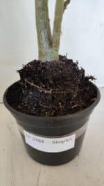 Planta Simples 2984 – 35cm – 03 anos - Imagem 7