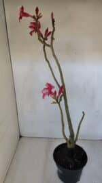 Planta Simples 2984 – 35cm – 03 anos - Imagem 6