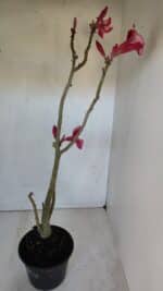 Planta Simples 2984 – 35cm – 03 anos - Imagem 5