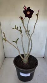 Planta Simples 2985 – 40cm – 03 anos - Imagem 2