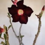 Planta Simples 2985 – 40cm – 03 anos