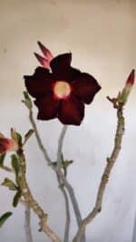 Planta Simples 2985 – 40cm – 03 anos