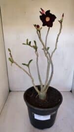 Planta Simples 2985 – 40cm – 03 anos - Imagem 7