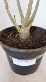 Planta Simples 2985 – 40cm – 03 anos - Imagem 6