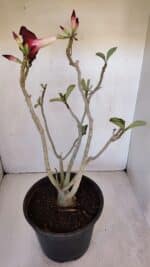 Planta Simples 2985 – 40cm – 03 anos - Imagem 5