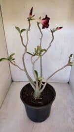 Planta Simples 2985 – 40cm – 03 anos - Imagem 4