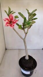 Planta Simples 2986 – 35cm – 03 anos - Imagem 2