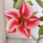 Planta Simples 2986 – 35cm – 03 anos