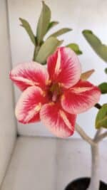 Planta Simples 2986 – 35cm – 03 anos