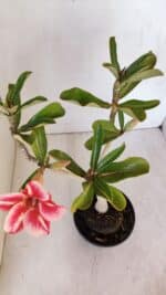 Planta Simples 2986 – 35cm – 03 anos - Imagem 4