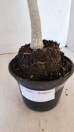 Planta Simples 2986 – 35cm – 03 anos - Imagem 7