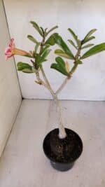 Planta Simples 2986 – 35cm – 03 anos - Imagem 6