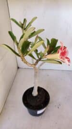 Planta Simples 2986 – 35cm – 03 anos - Imagem 5