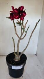 Planta Simples 2987 – 40cm – 03 anos - Imagem 2