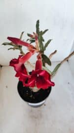 Planta Simples 2987 – 40cm – 03 anos - Imagem 4