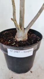 Planta Simples 2987 – 40cm – 03 anos - Imagem 7