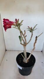 Planta Simples 2987 – 40cm – 03 anos - Imagem 6