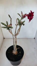 Planta Simples 2987 – 40cm – 03 anos - Imagem 5