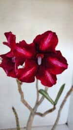 Planta Simples 2987 – 40cm – 03 anos