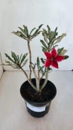 Planta Simples 2988 – 30cm – 02 anos - Imagem 2