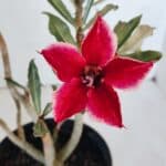 Planta Simples 2988 – 30cm – 02 anos