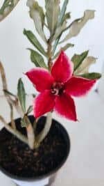 Planta Simples 2988 – 30cm – 02 anos