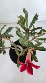 Planta Simples 2988 – 30cm – 02 anos - Imagem 4